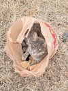 Kitty - Photo 1