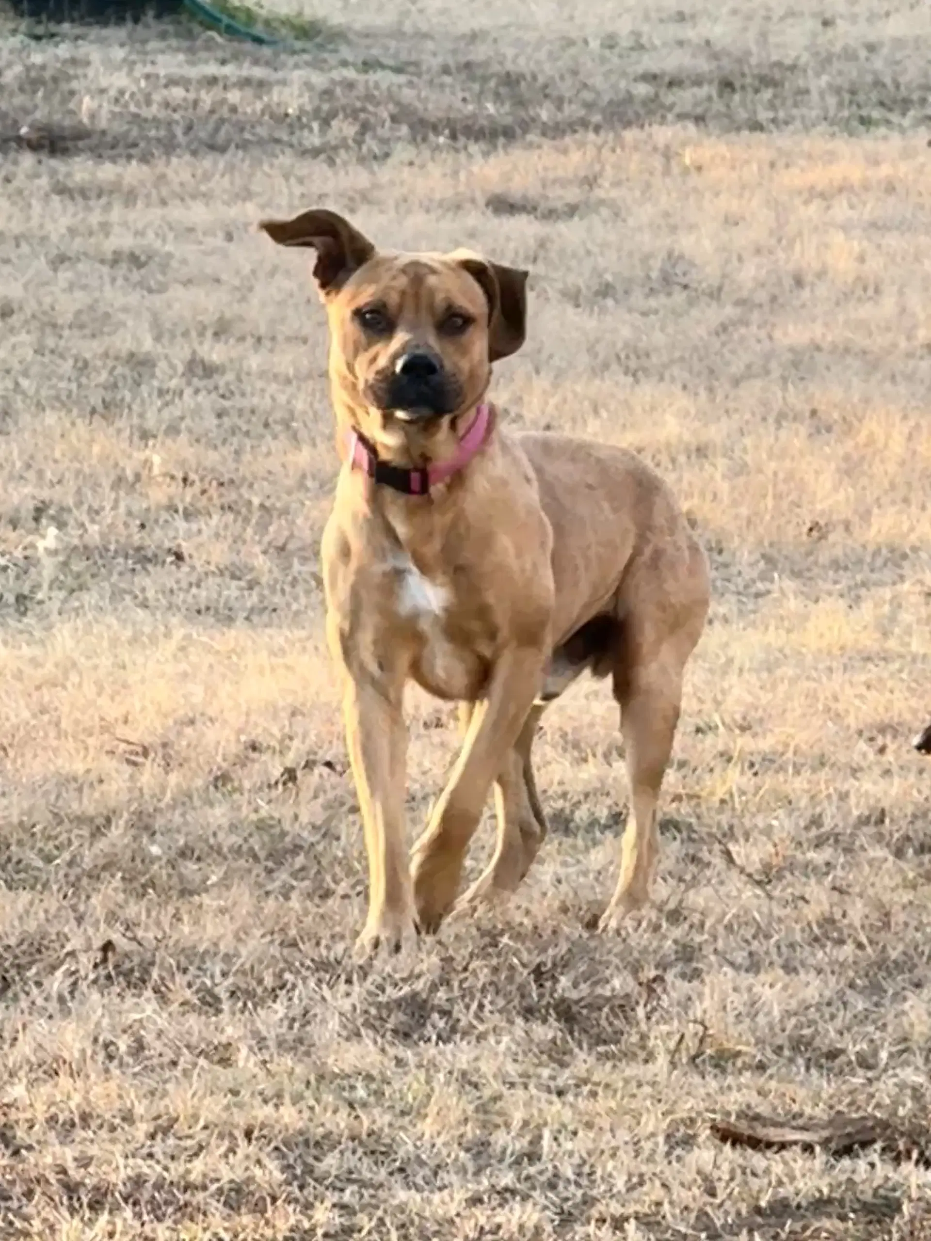 Dan - American Pit Bull Terrier