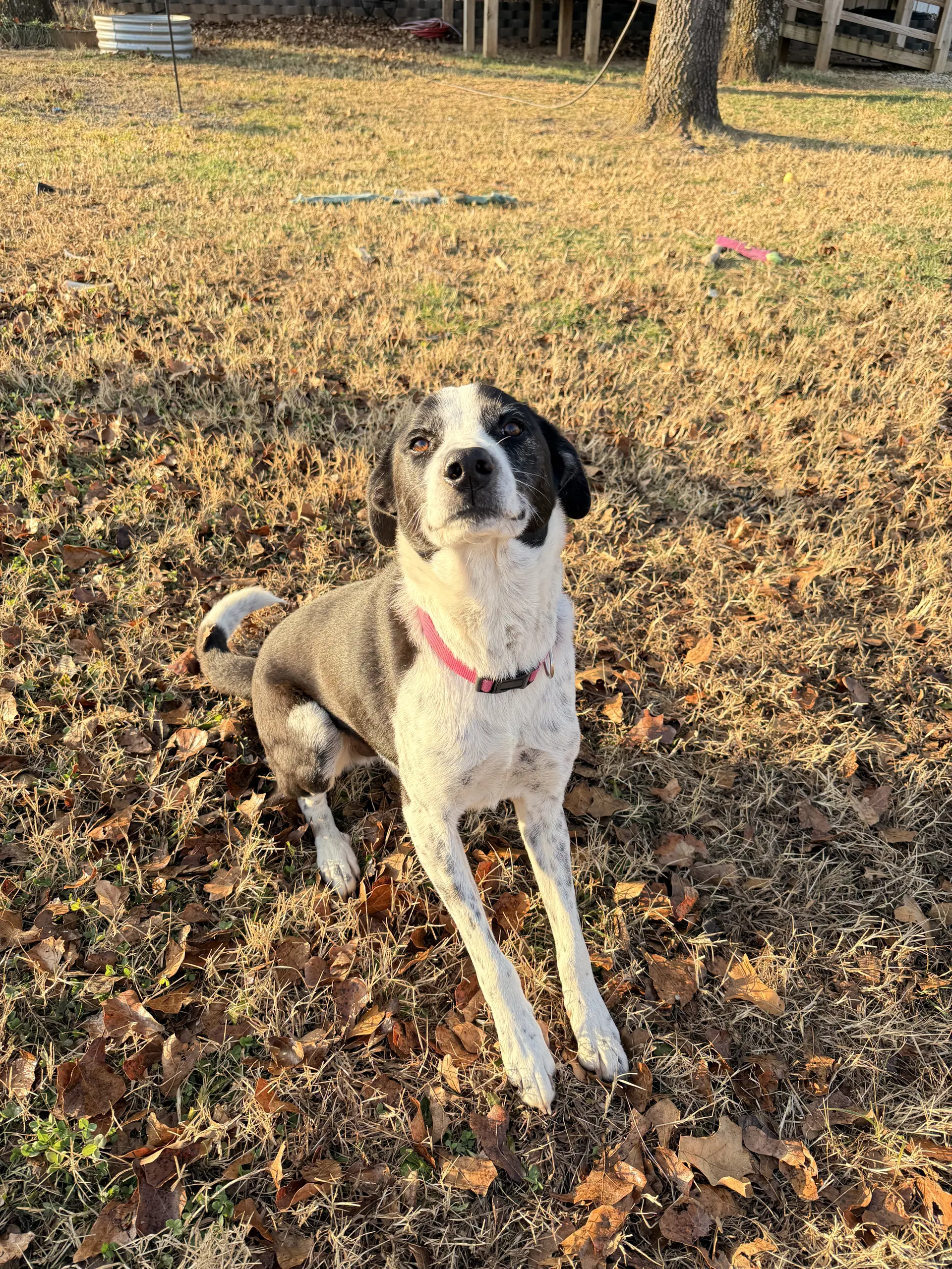 Bojangles - Border Collie