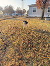 BoJangles - Photo 3