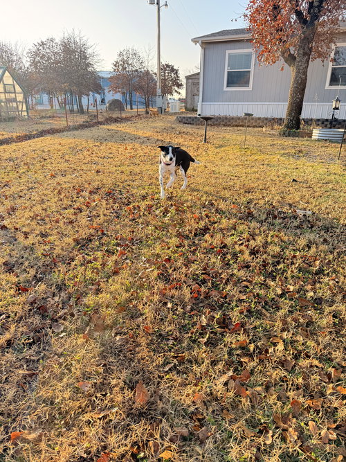 BoJangles — thumbnail 3