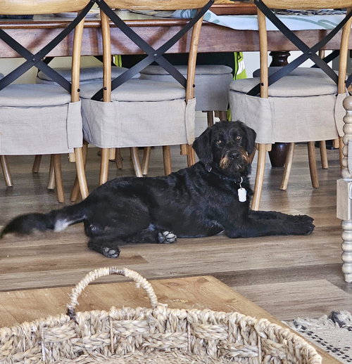 JENI - Black Labrador Retriever / Poodle (Miniature) available for adoption