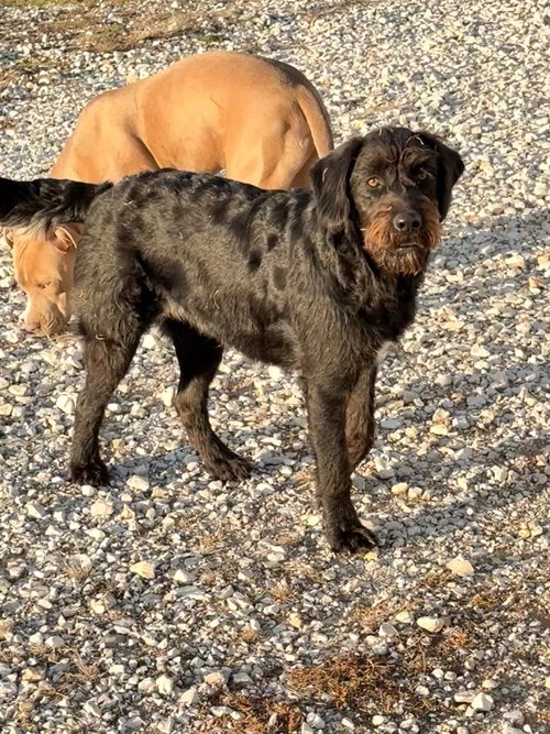 JENI - Black Labrador Retriever / Poodle (Miniature) available for adoption