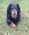 Chewy - Photo 1