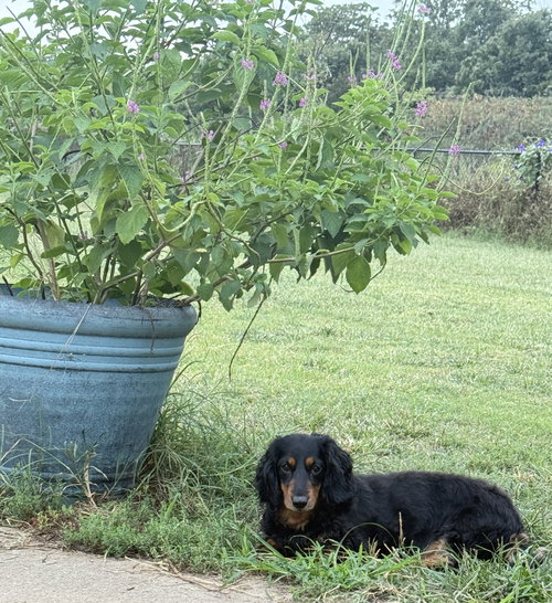 CHEWY - Dachshund available for adoption