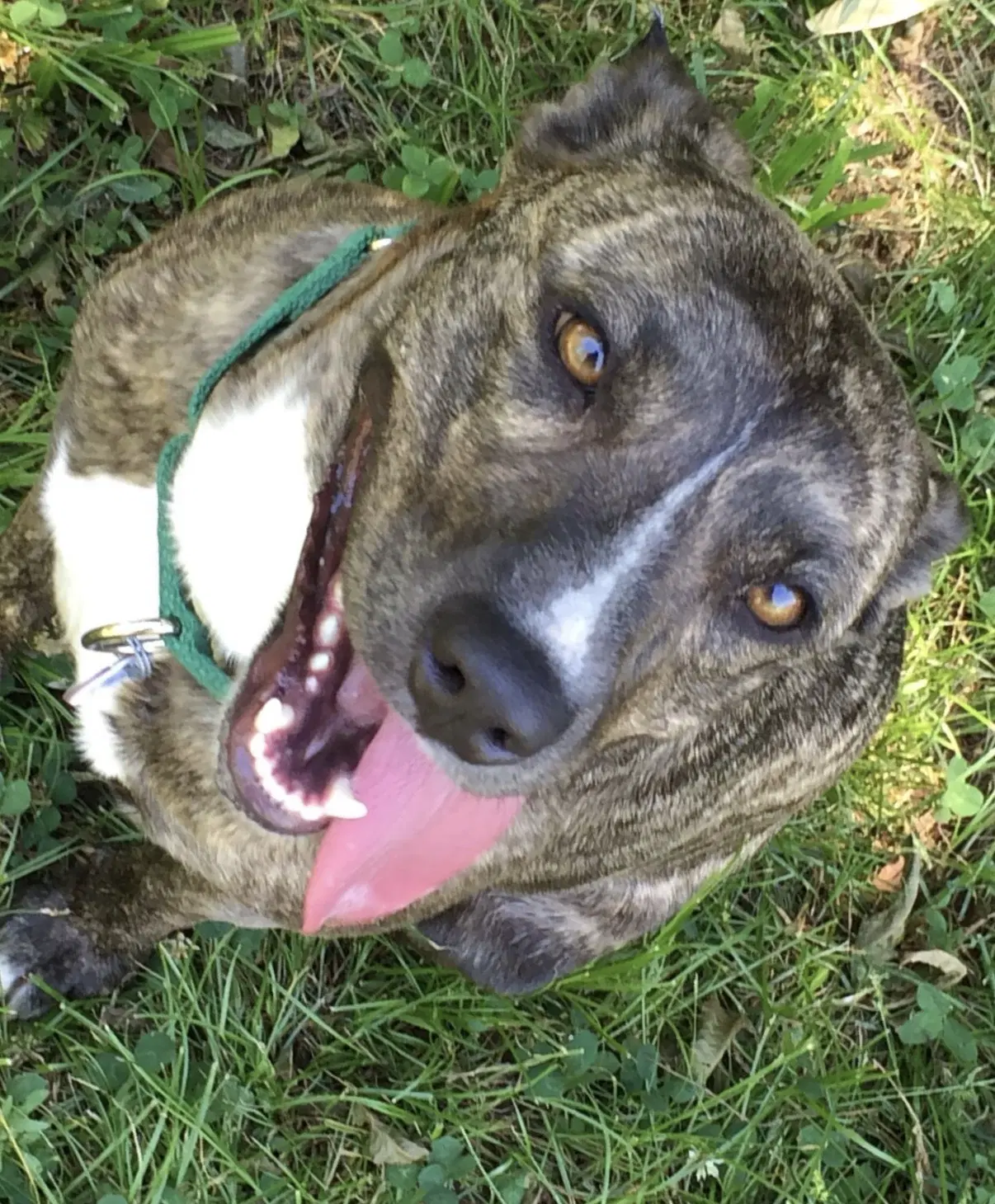 Honey - Pit Bull