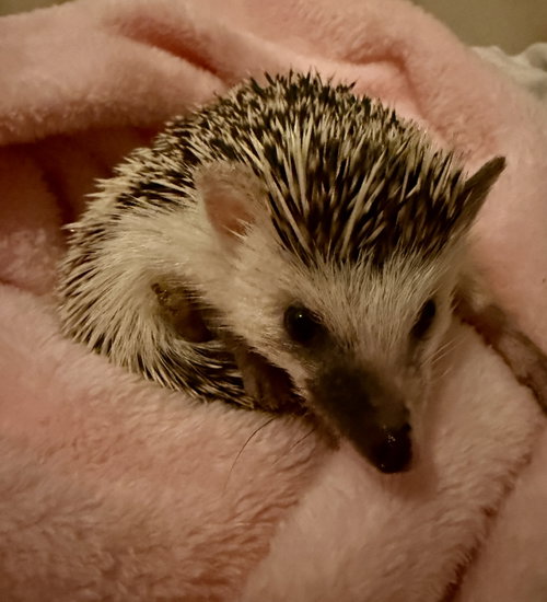 HJ, a hedgehog for adoption from Ok Save A Dog