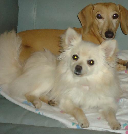 Mya. Now 15, sanctuary dog