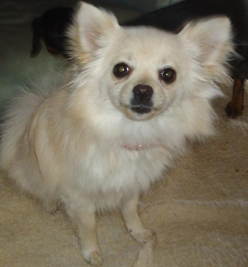 Mya. Now 15, sanctuary dog — thumbnail 2