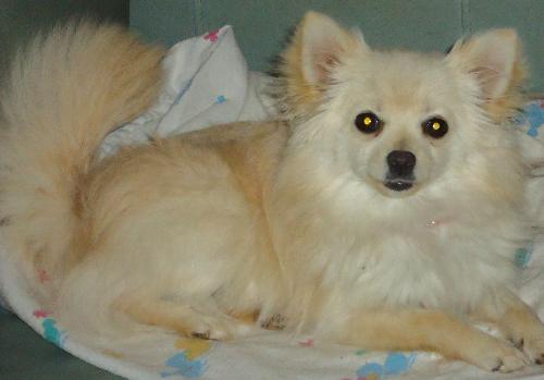 Mya. Now 15, sanctuary dog — thumbnail 3