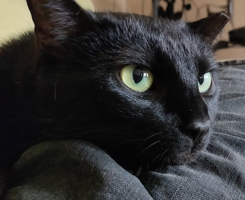 Salem II
