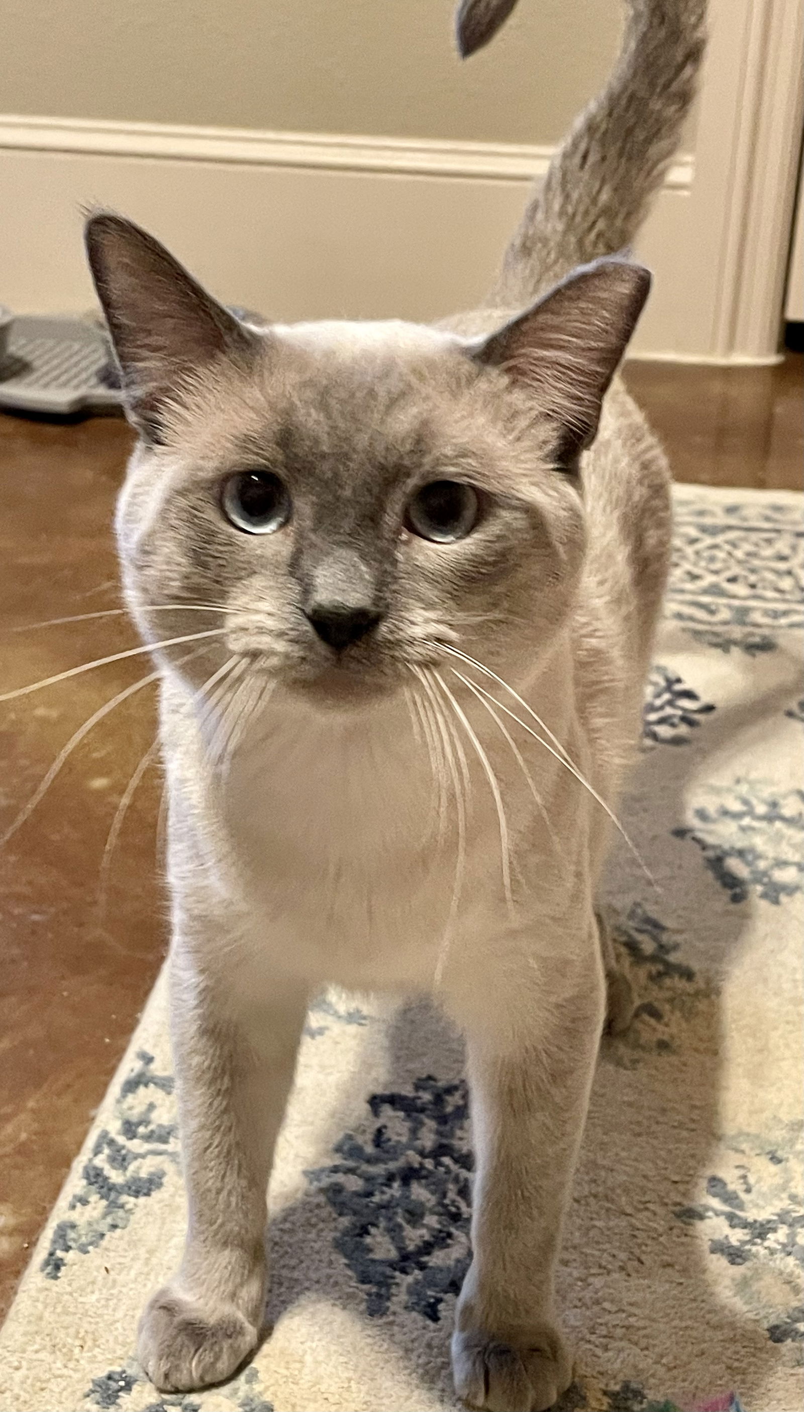 Grey sales siamese cat