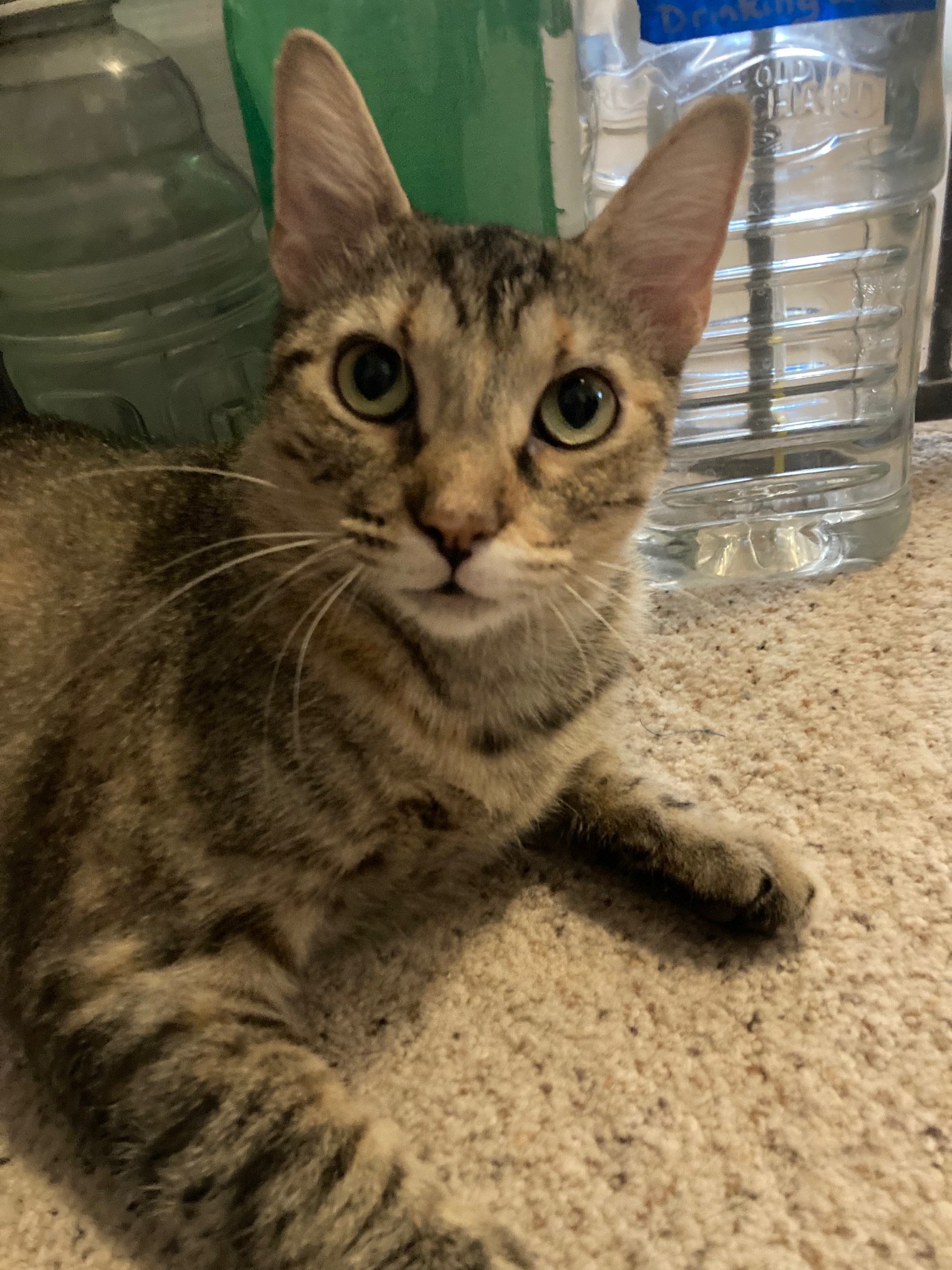 adoptable Cat in Granger, TX named Sage 4