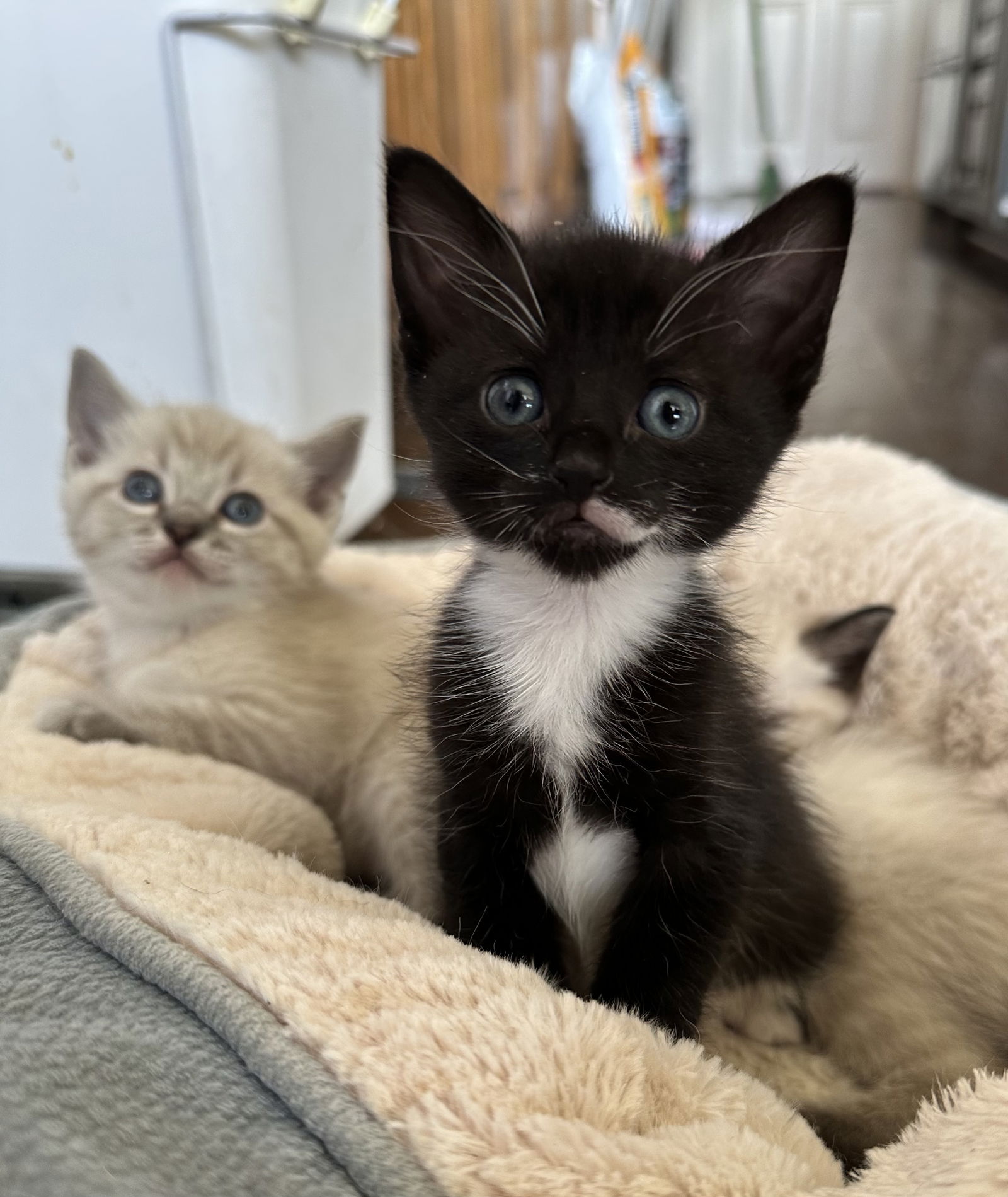 Cats for Adoption in San Marcos, Texas Alpha Paw