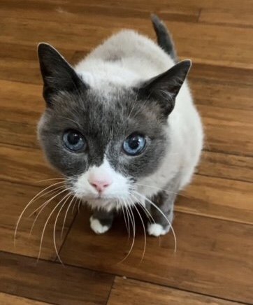 adoptable Cat in Austin, TX named Soung-two