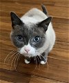 adoptable Cat in  named Soung-two