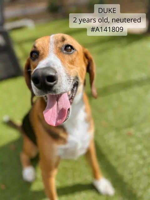 Duke - Treeing Walker Coonhound
