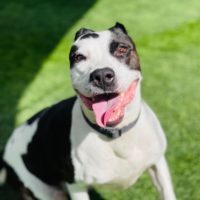 adoptable Dog in Marina Del Rey, CA named Lucy