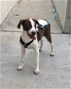 adoptable Dog in del rey, CA named Charlie Girl