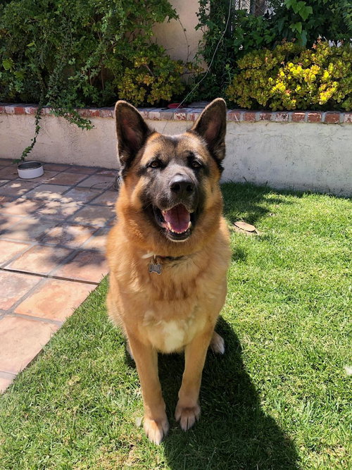 LUNA - German Shepherd Dog available for adoption