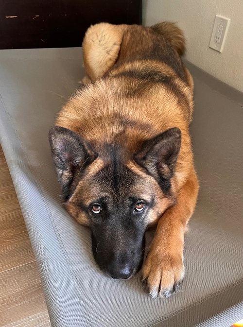 LUNA - German Shepherd Dog available for adoption