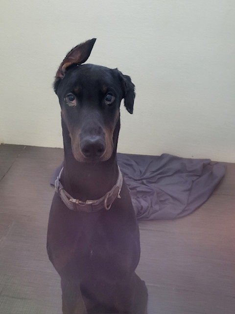 adoptable Dog in Marina Del Rey, CA named BUGSY