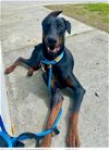 adoptable Dog in marina, CA named BUGSY