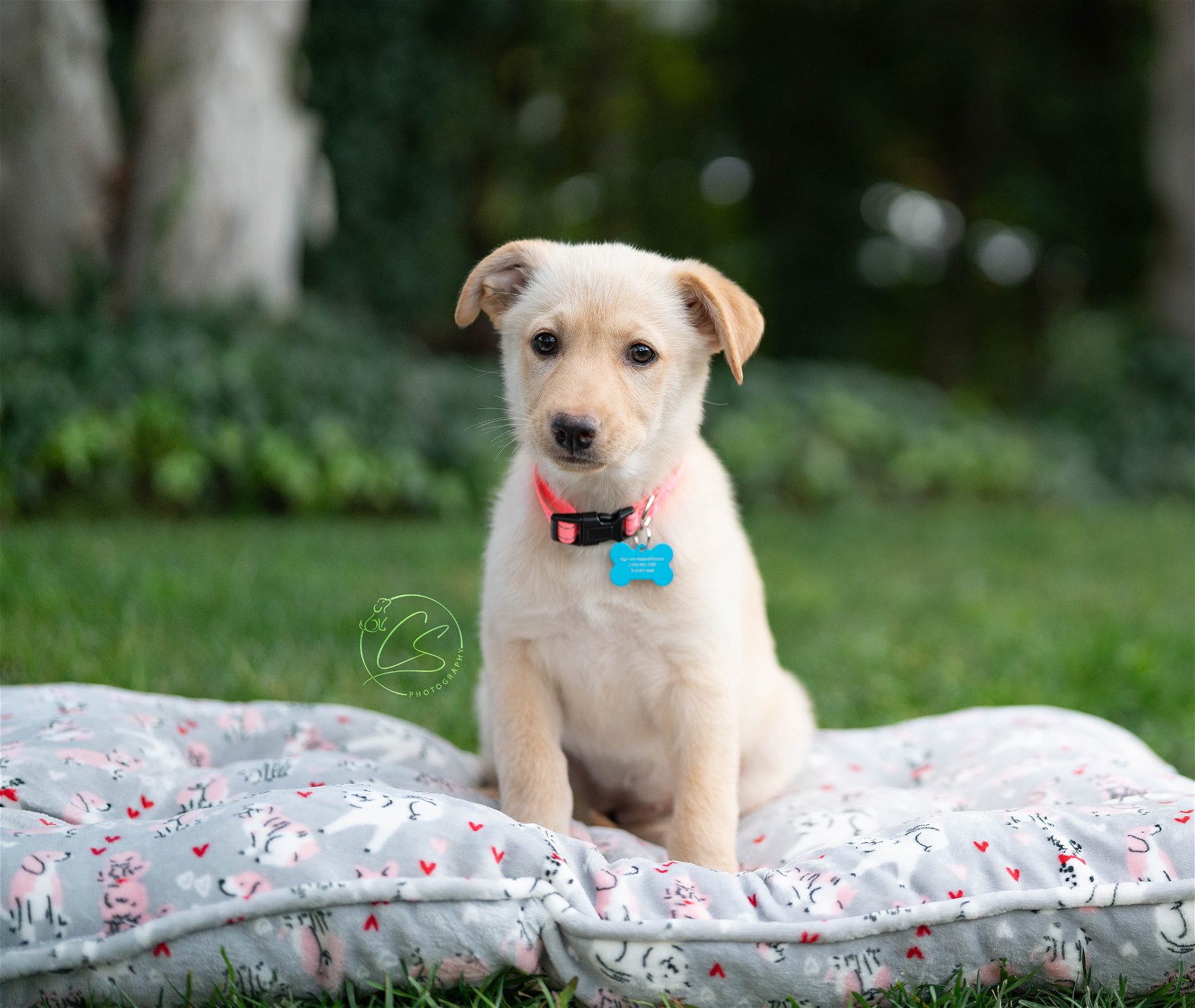 adoptable Dog in Marina Del Rey, CA named Linus
