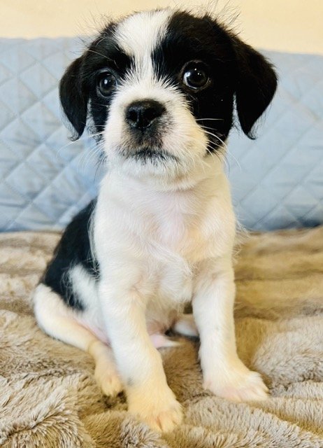 adoptable Dog in Marina Del Rey, CA named Calvin