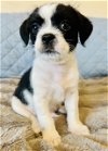 adoptable Dog in del rey, CA named Calvin