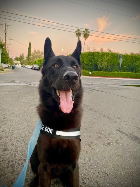 adoptable Dog in Marina Del Rey, CA named Duke