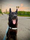 adoptable Dog in del rey, CA named Duke