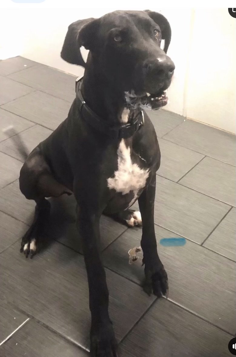 adoptable Dog in Marina Del Rey, CA named Charlie