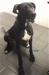 adoptable Dog in del rey, CA named Charlie