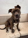 adoptable Dog in Marina Del Rey, CA named Maycee