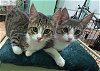adoptable Cat in  named Coco and Camilla