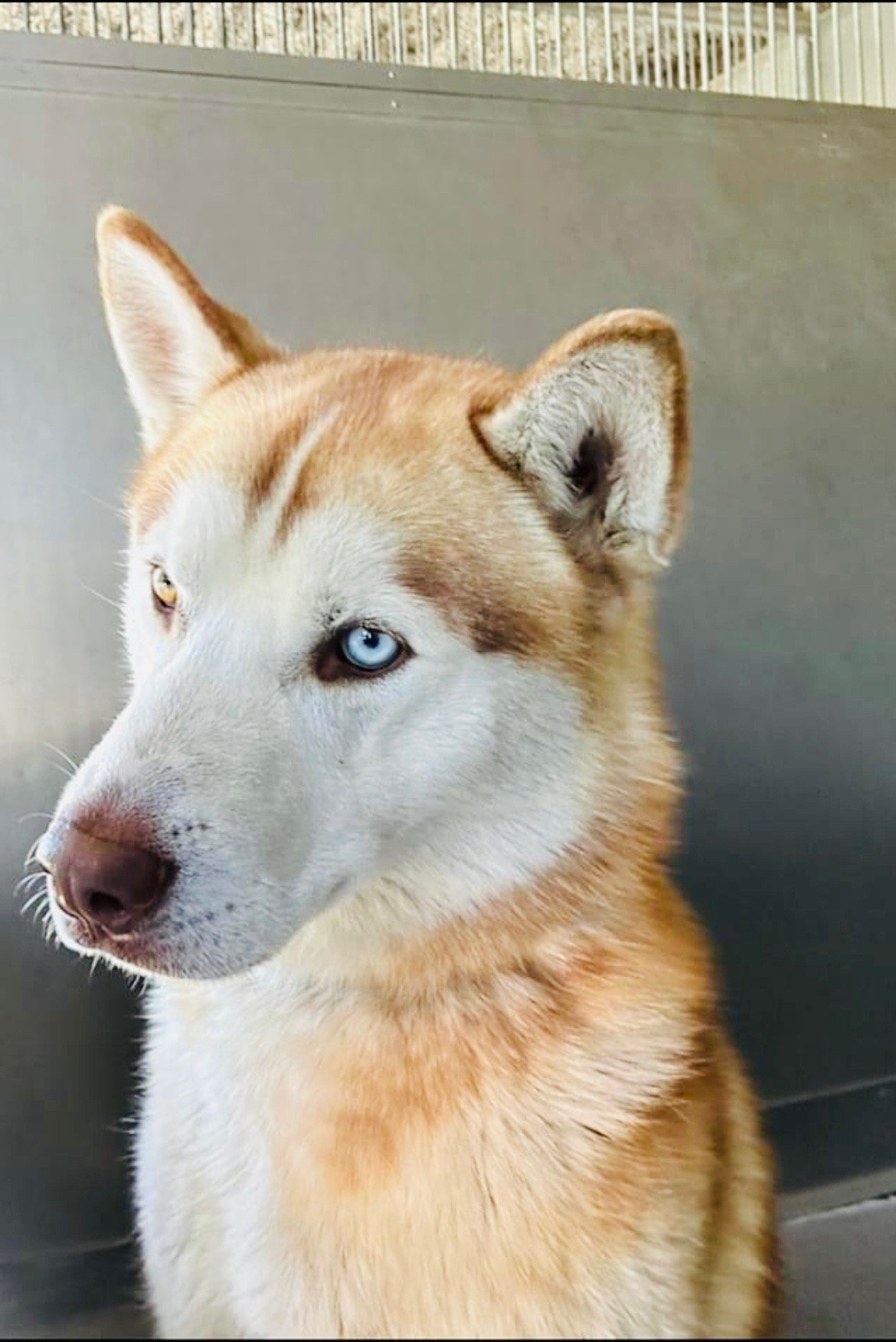 adoptable Dog in Marina Del Rey, CA named Jupiter
