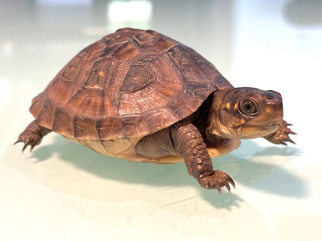 adoptable Turtle in Marina Del Rey, CA named Jack