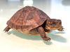 adoptable Turtle in Marina Del Rey, CA named Jack