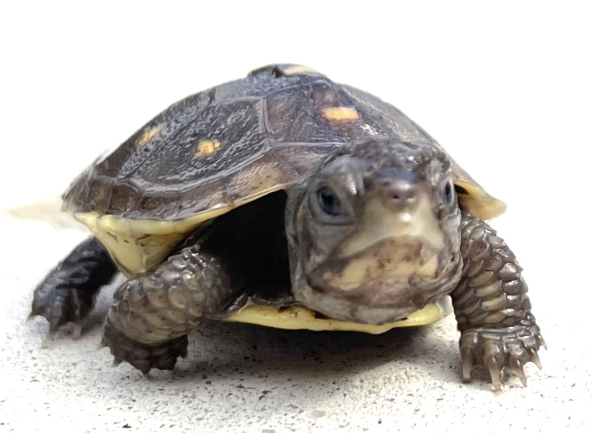 adoptable Turtle in Marina Del Rey, CA named Johnny