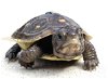 adoptable Turtle in marina del rey, CA named Johnny