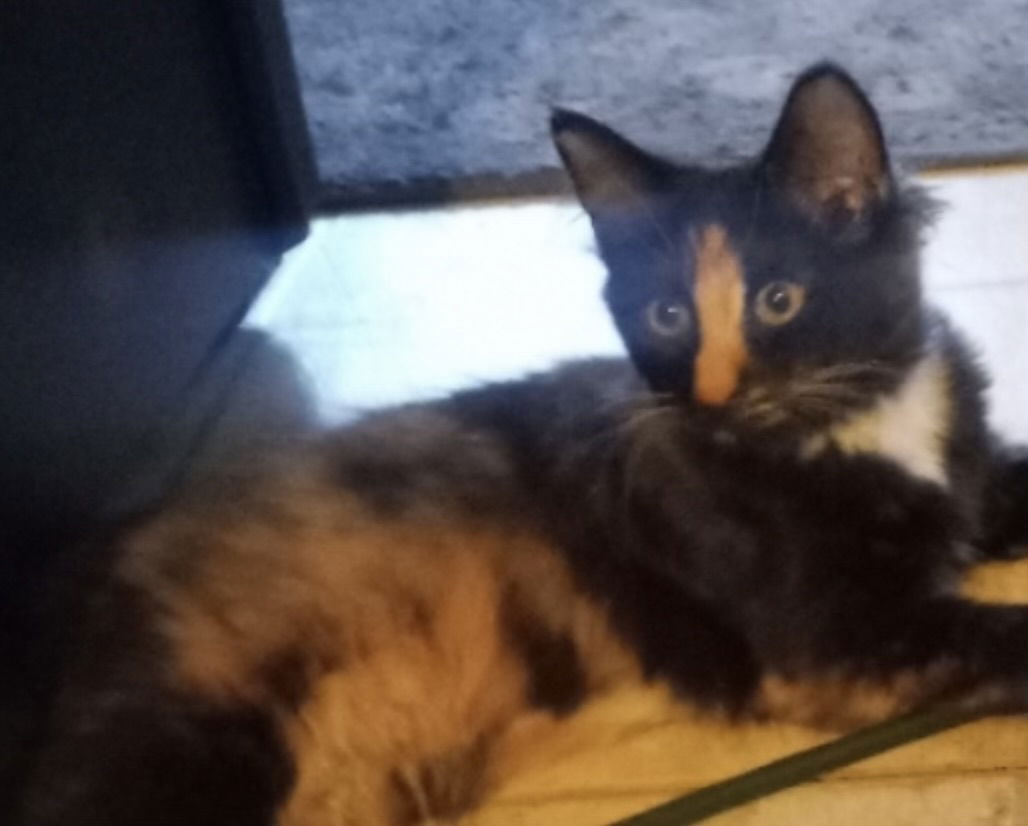 adoptable Cat in Marina Del Rey, CA named Gretel & Lilly