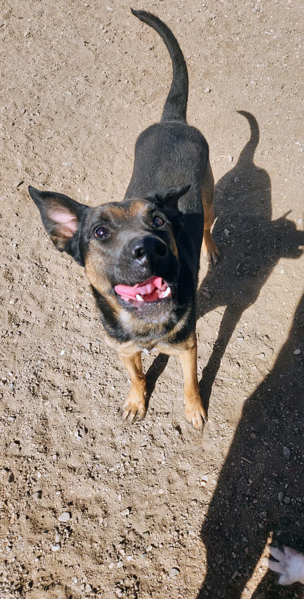 Buster image 2