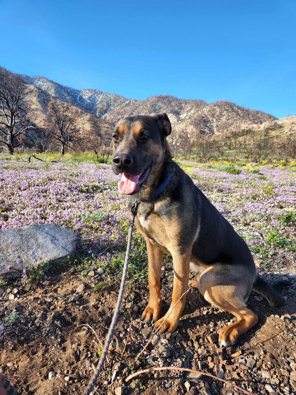 adoptable Dog in Marina Del Rey, CA named Buster