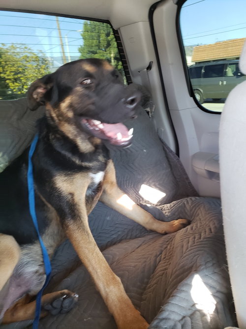 BUSTER - Staffordshire Bull Terrier / German Shepherd Dog available for adoption
