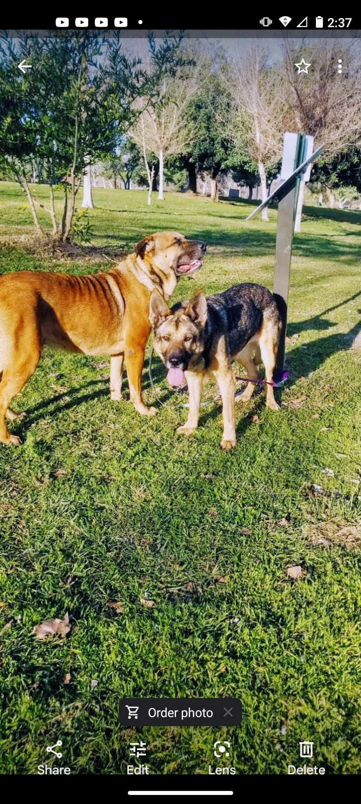 adoptable Dog in Marina Del Rey, CA named Sister