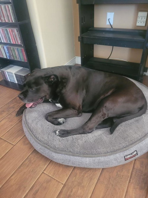 RADAR - Mastiff / Pit Bull Terrier available for adoption