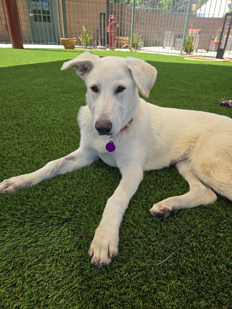 adoptable Dog in Marina Del Rey, CA named Pippa