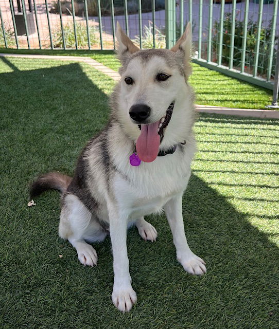 adoptable Dog in Marina Del Rey, CA named Bibi