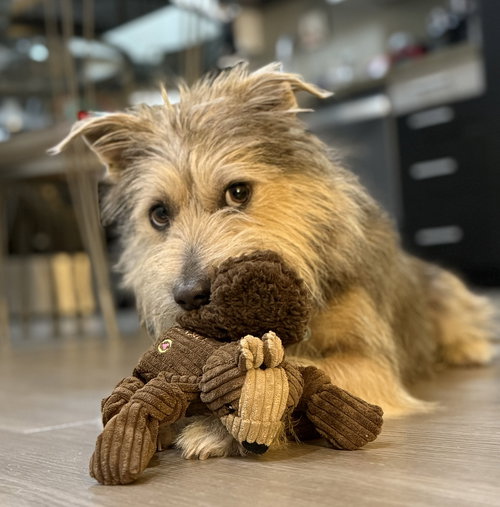 ROMY - Terrier / Schnauzer available for adoption